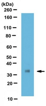 Anti-SFRP2 Antibody, clone 8H1 clone 8H1, from rat