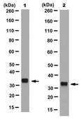 Anti-PL Scramblase 1 Antibody, clone 4D2 clone 4D2, from mouse