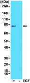 Anti-Phospho-RSK1 (Thr359/ser363) antibody, Rabbit monoclonal recombinant, expressed in HEK 293 cells, clone RM233, purified immunoglobulin