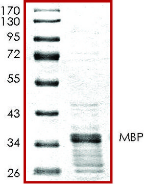 MBP, GST标记 人 recombinant, expressed in E. coli, &#8805;65% (SDS-PAGE), buffered aqueous glycerol solution