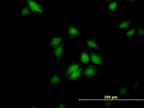 Monoclonal Anti-PPIE antibody produced in mouse clone 2F5, purified immunoglobulin, buffered aqueous solution