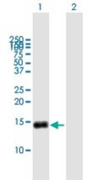 Anti-G0S2 antibody produced in mouse purified immunoglobulin, buffered aqueous solution