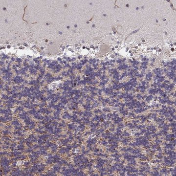 Anti-ZIC3 antibody produced in rabbit Prestige Antibodies&#174; Powered by Atlas Antibodies, affinity isolated antibody, buffered aqueous glycerol solution