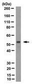 Anti-Cas9 Antibody, clone 6F7 clone 6F7, from mouse