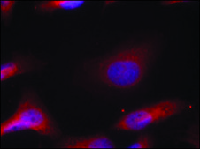 Anti-phospho-SRC (pTyr529) antibody produced in rabbit affinity isolated antibody