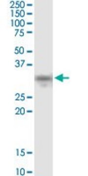 Monoclonal Anti-NDFIP2 antibody produced in mouse clone 2C7, purified immunoglobulin, buffered aqueous solution