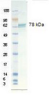 Vitronectin, human recombinant