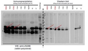 Anti-Lin-28B, clone 17A2 Antibody clone 17A2, from mouse