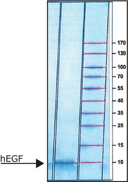 重组人表皮细胞生长因子 EGF, recombinant, expressed in E. coli, lyophilized powder, suitable for cell culture