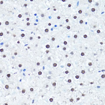 Anti-Symmetric DiMethyl-Histone H4-R3 antibody produced in rabbit