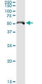 Anti-CYP4X1 antibody produced in rabbit purified immunoglobulin, buffered aqueous solution