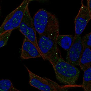 Anti-IPCEF1 antibody produced in rabbit Prestige Antibodies&#174; Powered by Atlas Antibodies, affinity isolated antibody