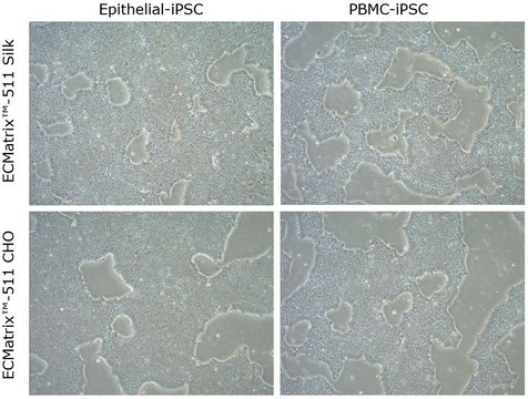 ECMatrix-511 Silk E8 Laminin Substrate Xeno-free laminin-511 coating for feeder-free pluripotent stem cell cultures, 1050 &#956;g (Silkworm derived)