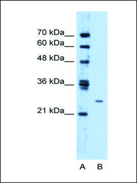 Anti-TMEM126B antibody produced in rabbit IgG fraction of antiserum