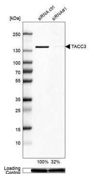 Anti-TACC3 antibody produced in rabbit Prestige Antibodies&#174; Powered by Atlas Antibodies, affinity isolated antibody, buffered aqueous glycerol solution