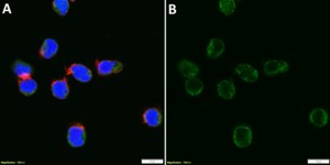Anti-TNFRSF4 Antibody, clone 3N2 ZooMAb® Rabbit Monoclonal recombinant, expressed in HEK 293 cells