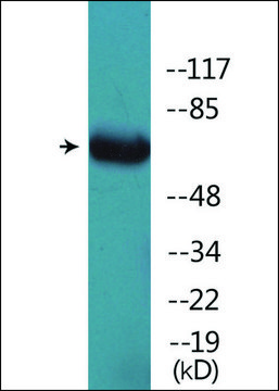 Anti-phospho-GRB2 (pSer159) antibody produced in rabbit affinity isolated antibody