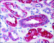 Anti-SCO2 antibody produced in rabbit purified immunoglobulin, buffered aqueous solution