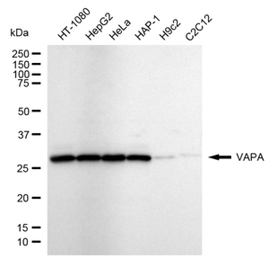 KD-Validated Anti VAMP Associated Protein A Antibody, clone 24GB2580, Rabbit Monoclonal clone 24GB2580, recombinant rabbit monoclonal, expressed in HEK293 cells