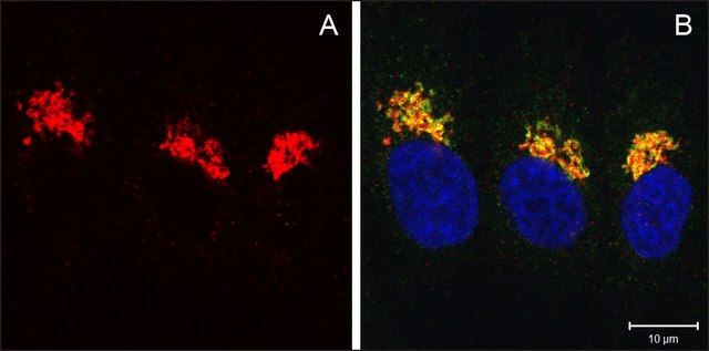 Anti-COG8 (C-terminal) antibody produced in rabbit ~1.0&#160;mg/mL, affinity isolated antibody