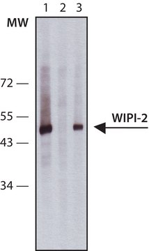 Anti-WIPI-2 antibody produced in rabbit ~1.0&#160;mg/mL, affinity isolated antibody