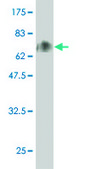 Monoclonal Anti-SPN antibody produced in mouse clone 3G8, purified immunoglobulin, buffered aqueous solution