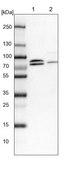 Anti-KANSL1L antibody produced in rabbit Prestige Antibodies® Powered by Atlas Antibodies, affinity isolated antibody, buffered aqueous glycerol solution