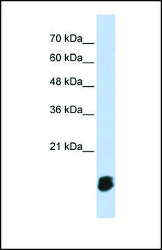 Anti-GLRX5 antibody produced in rabbit affinity isolated antibody