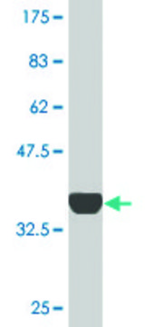 Monoclonal Anti-RNF13 antibody produced in mouse clone 3E4, purified immunoglobulin, buffered aqueous solution