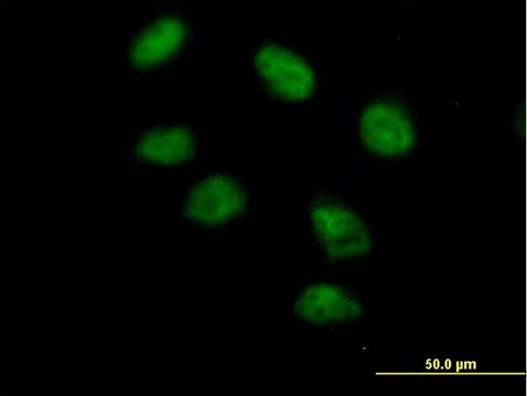 Anti-PAXIP1 antibody produced in mouse purified immunoglobulin, buffered aqueous solution