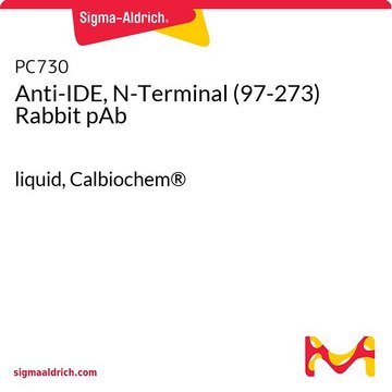 Anti-IDE, N-Terminal (97-273) Rabbit pAb liquid, Calbiochem&#174;