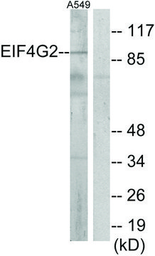 Anti-EIF4G2 antibody produced in rabbit affinity isolated antibody