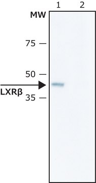 Anti-LXR&#946; (C-terminal) antibody produced in rabbit IgG fraction of antiserum, buffered aqueous solution