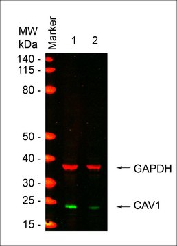 MISSION&#174; esiRNA targeting human CAV1