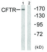 Anti-CFTR antibody produced in rabbit affinity isolated antibody
