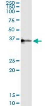 Monoclonal Anti-CRHBP antibody produced in mouse clone 3D9, purified immunoglobulin, buffered aqueous solution