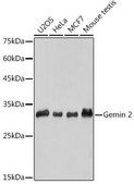 Anti-Gemin 2 antibody produced in rabbit