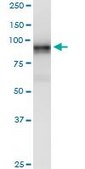 Monoclonal Anti-LRRC8A antibody produced in mouse clone 8H9, purified immunoglobulin