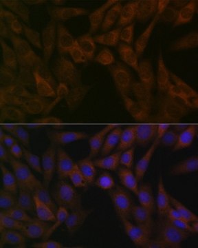 Anti-ARF5 antibody produced in rabbit