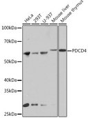 Anti-PDCD4 antibody produced in rabbit