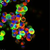Anti-Influenza A Nucleoprotein Antibody, clone A1 ZooMAb® Mouse Monoclonal recombinant, expressed in HEK 293 cells