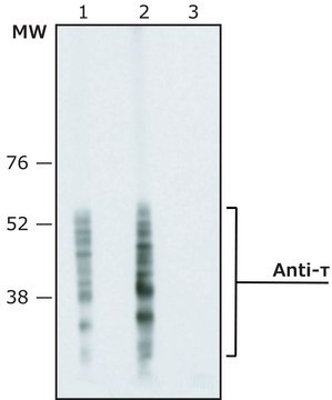 Monoclonal Anti-&#964; (Tau) antibody produced in mouse clone TAU-2, ascites fluid