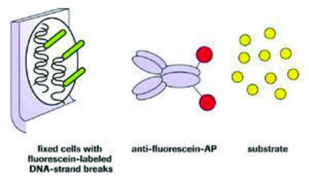 原位细胞死亡检测试剂盒，AP sufficient for &#8804;50&#160;tests, kit of 1 (3 components), suitable for detection