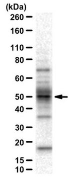 抗-ALKBH5抗体 from rabbit, purified by affinity chromatography