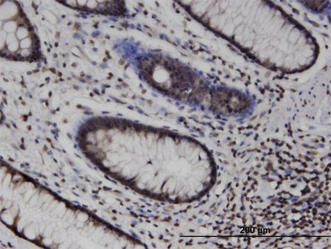 Monoclonal Anti-MLKL, (C-terminal) antibody produced in mouse clone 3B2, purified immunoglobulin, buffered aqueous solution