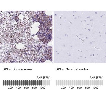 Anti-BPI antibody produced in rabbit Prestige Antibodies® Powered by Atlas Antibodies, affinity isolated antibody, buffered aqueous glycerol solution
