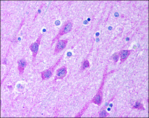 Anti-TICAM1/TRIF (AB1) antibody produced in rabbit IgG fraction of antiserum, buffered aqueous solution