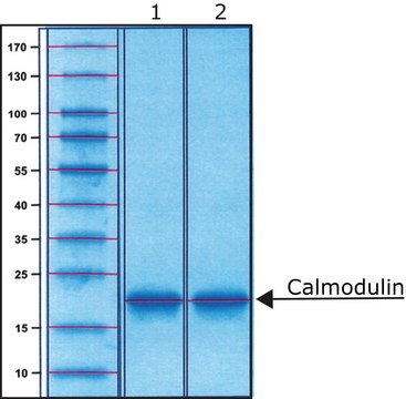 钙调蛋白 牛 recombinant, expressed in E. coli, lyophilized powder, &#8805;98% (SDS-PAGE)