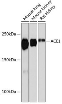 Anti-ACE1 antibody produced in rabbit