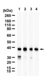 Anti-CRKL Antibody, clone 1I22 ZooMAb® Rabbit Monoclonal recombinant, expressed in HEK 293 cells